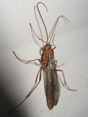 Réf. 131 894 : Ophion obscuratus