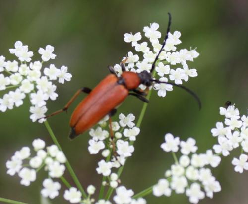 Stictoleptura rubra