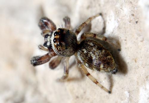 Macaroeris nidicolens