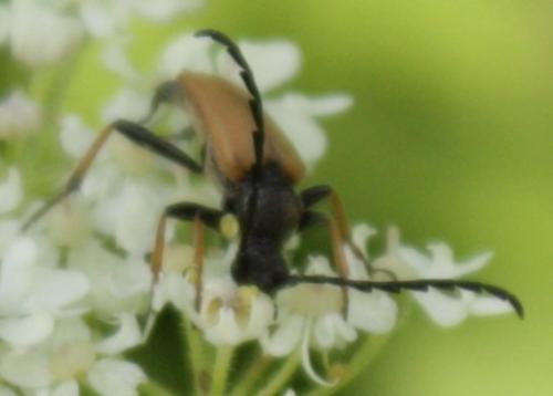 Stictoleptura rubra