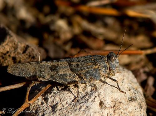 Sphingonotus sp.