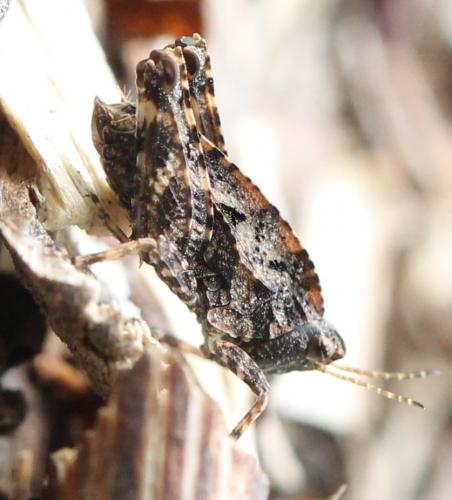 Tetrix sp.