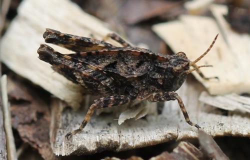 Tetrix sp.