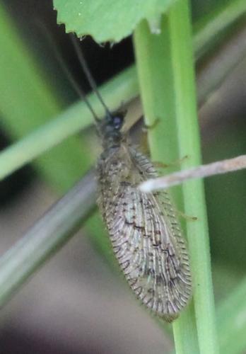 Psectra diptera
