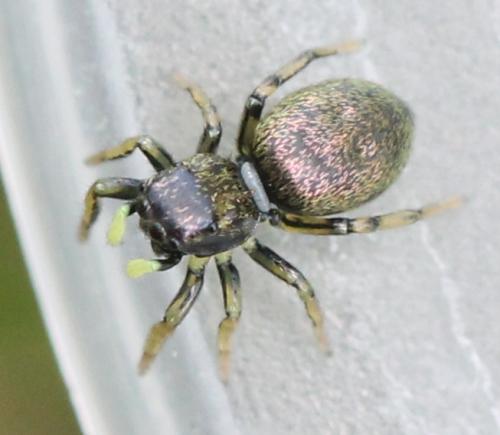 Réf. 131 670 : Heliophanus auratus