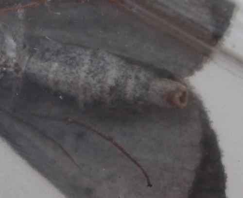 Aplocera sp.