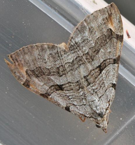 Aplocera sp.