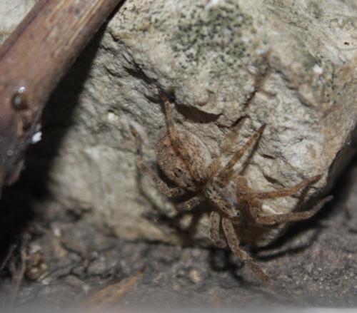 Zoropsis sp.