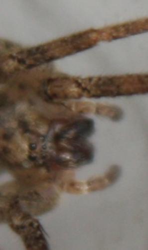 Zoropsis sp.