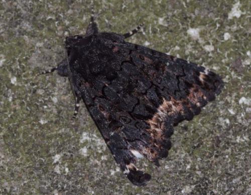 Réf. 131 569 : Catephia alchymista