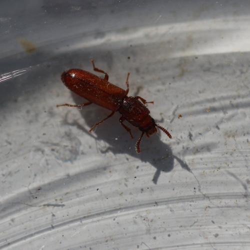 Réf. 131 501 : Corticeus unicolor