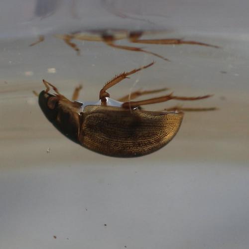 Laccobius sp.