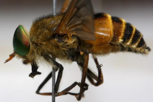 Philipomyia graeca
