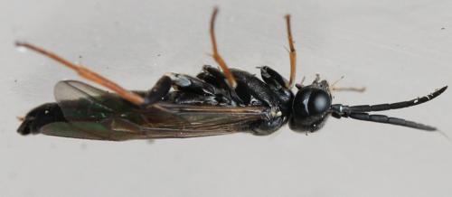 Emphytus cinctus
