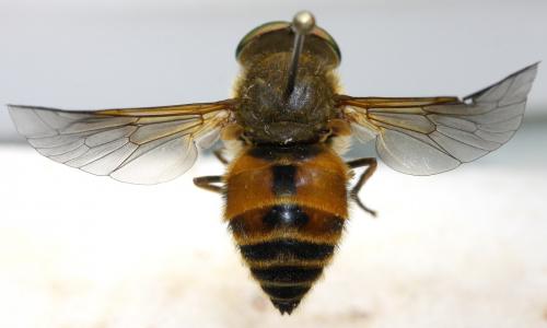Réf. 131 977 : Philipomyia graeca