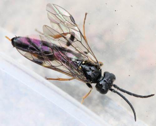 Emphytus cinctus