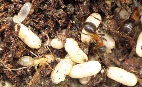 Lasius emarginatus