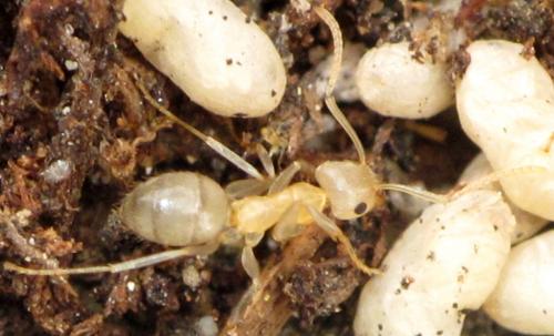 Lasius emarginatus