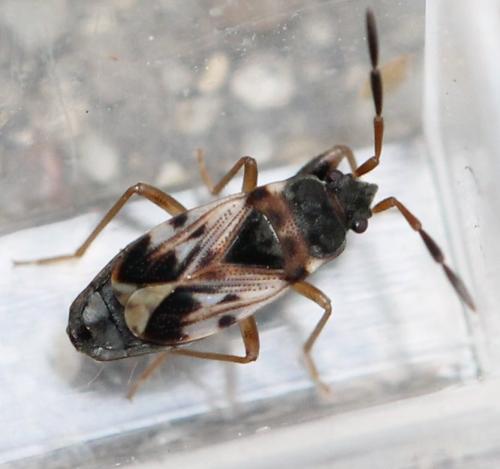 Réf. 131 758 : Scolopostethus sp.