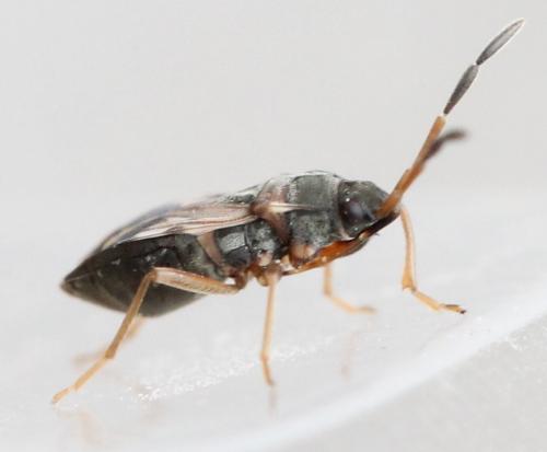 Scolopostethus sp.