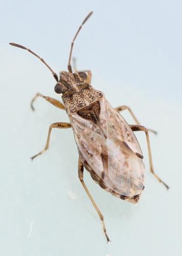 Nysius sp.
