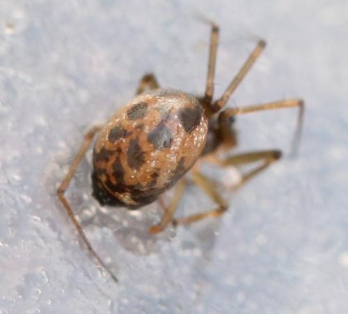 Tenuiphantes sp.