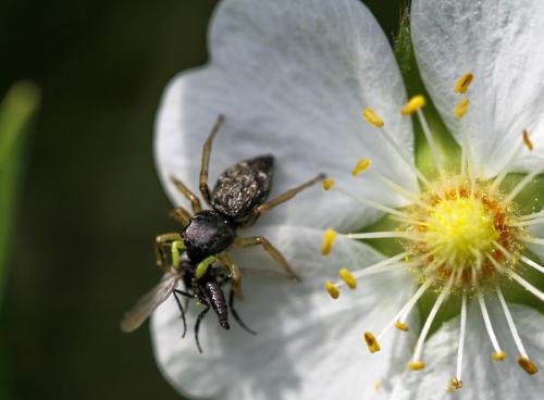 Heliophanus sp.