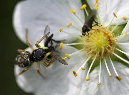 Heliophanus sp.