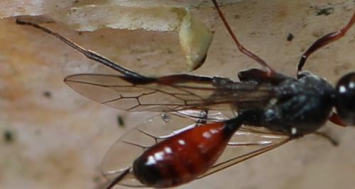 Pristaulacus sp.