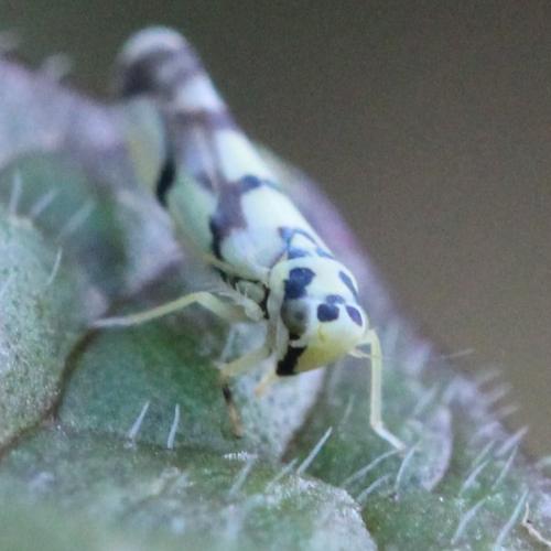 Réf. 131 330 : Eupteryx atropunctata