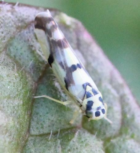 Réf. 131 329 : Eupteryx atropunctata