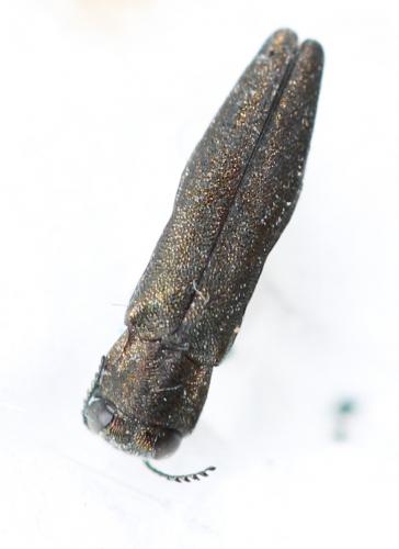 Agrilus sp.