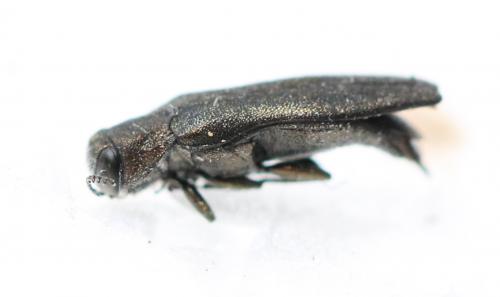 Agrilus sp.