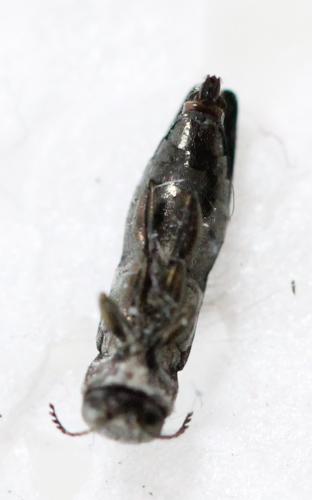 Agrilus sp.