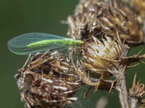 Réf. 131 644 : Chrysoperla sp.