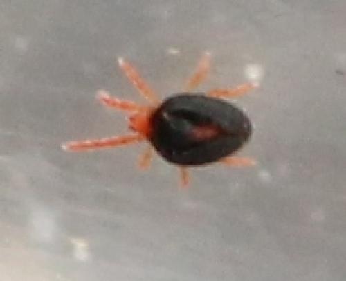 Réf. 131 800 : Penthalodes ovalis