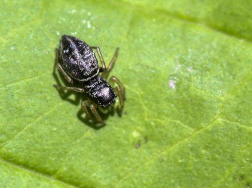 Heliophanus cupreus