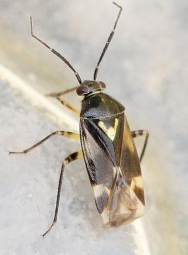 Réf. 131 026 : Orthops sp.
