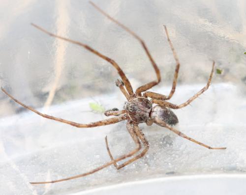 Philodromus sp.