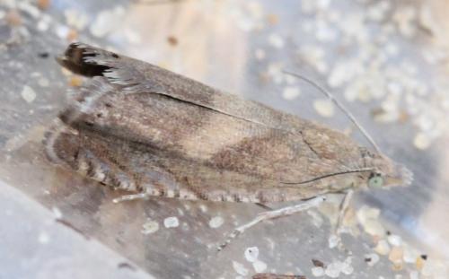 Réf. 131 054 : Dichrorampha petiverella
