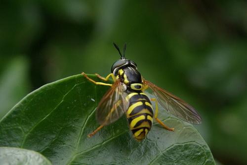 Réf. 131 046 : Chrysotoxum sp.