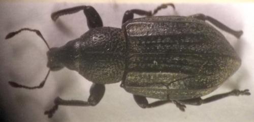 Barynotus sabulosus
