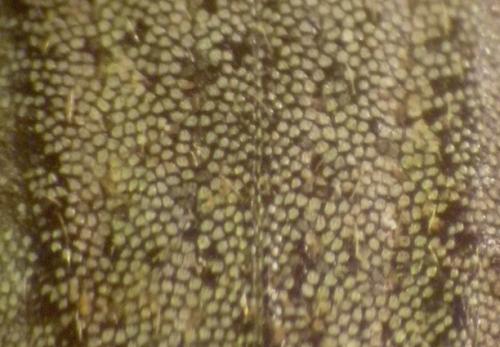 Barynotus sabulosus