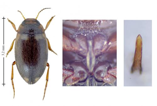 Hydroporus incognitus