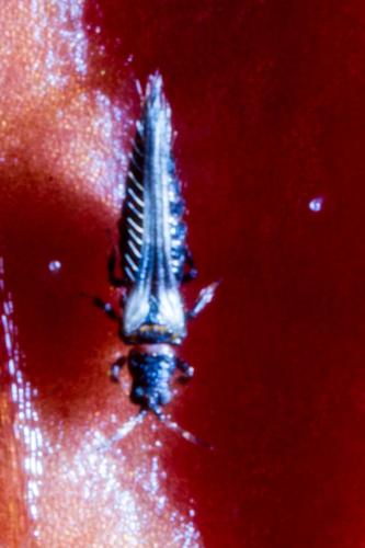 Echinothrips americanus
