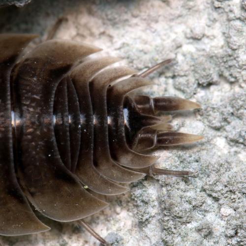 Réf. 131 565 : Porcellio orarum