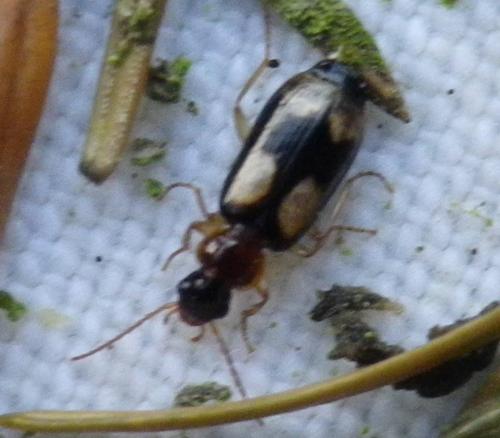 Réf. 131 079 : Dromius quadrimaculatus