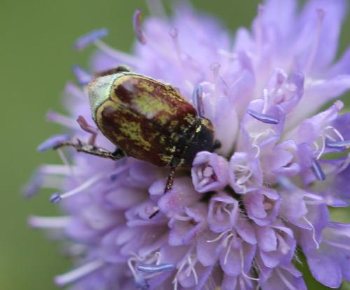 Hoplia argentea