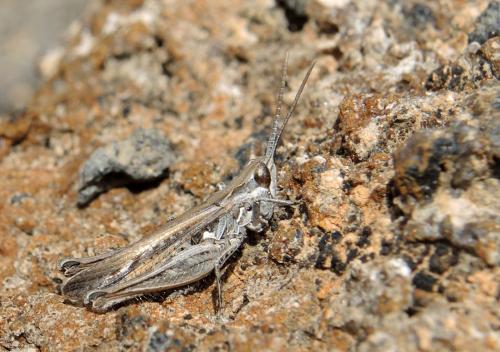 Omocestus simonyi