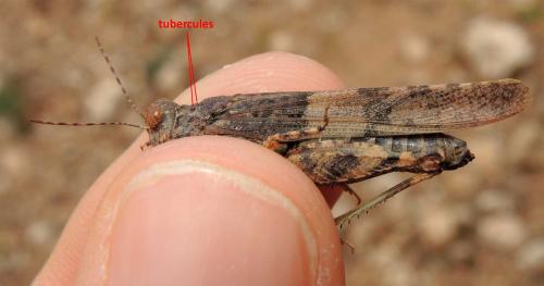 Sphingonotus pachecoi